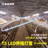 養雞場照明led燈管t5防水低壓48V調光禽舍場led養殖燈